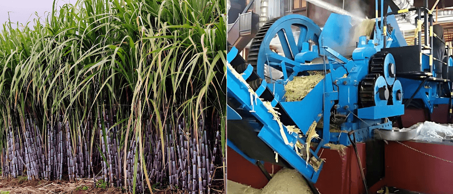 Rum Production (L-R) Sugarcane Farming and the pressing of the Sugarcane to extract the juice