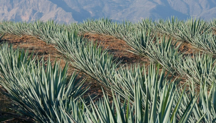 Agave Based