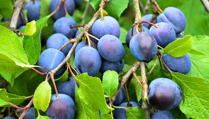 Blue Damson Plum